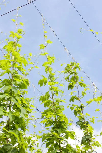 stock image Hops garden