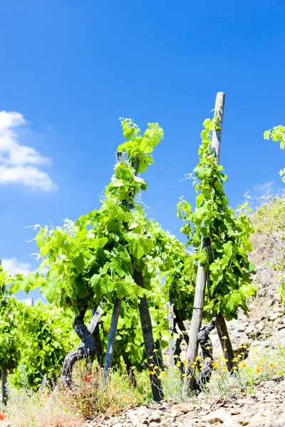 Grand cru vineyards, Costa Rotie, Rhone-Alpes, Francia — Foto Stock
