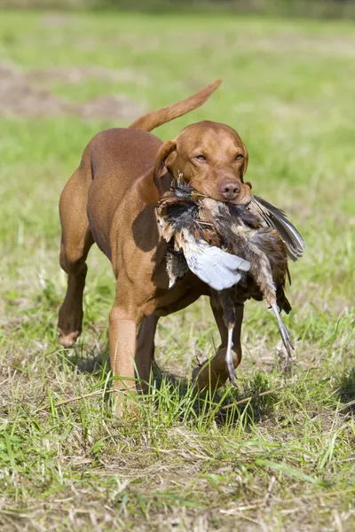 Hunting dog with a catch — Stock Photo, Image