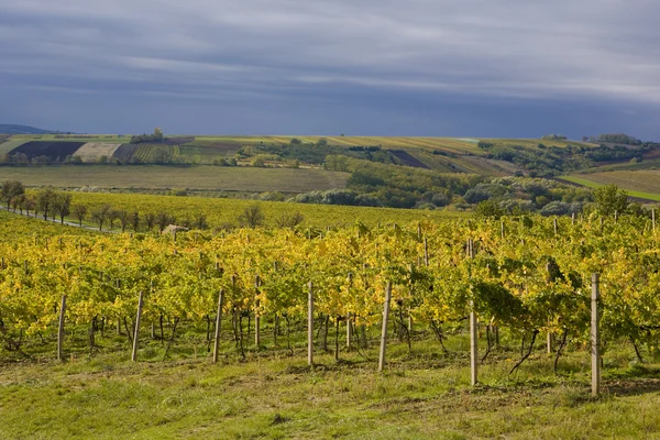 Виноградники, Чехия — стоковое фото