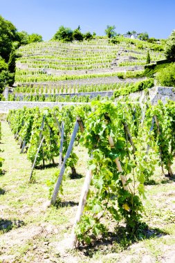 Vineyard of Chateau Grillet, Rhone-Alpes, France clipart