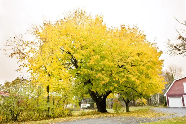 Jesienne drzewo, maine, Stany Zjednoczone Ameryki — Zdjęcie stockowe