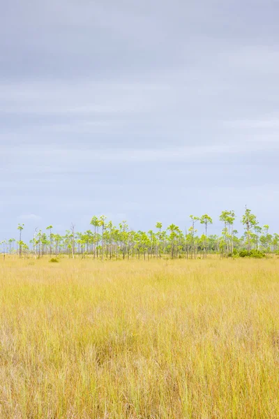 Everglades Nationalpark, Florida, Vereinigte Staaten — Stockfoto