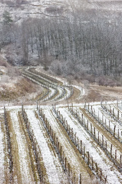 Vinhas de Inverno, República Checa — Fotografia de Stock