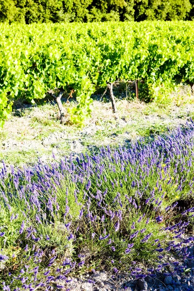 Лавандовое поле с виноградником — стоковое фото