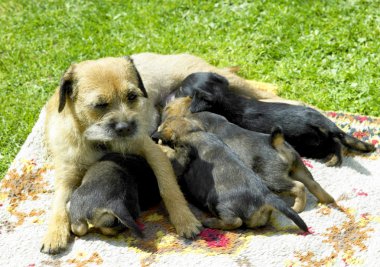 Female dog with puppies (Border Terrier) clipart