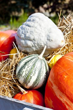 Still life of pumpkins clipart