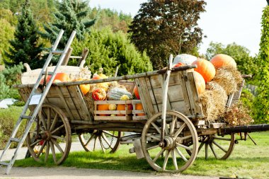 Still life of pumpkins on cart clipart