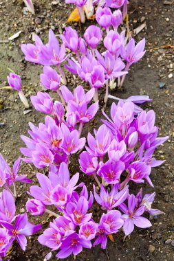 Colchicum clipart