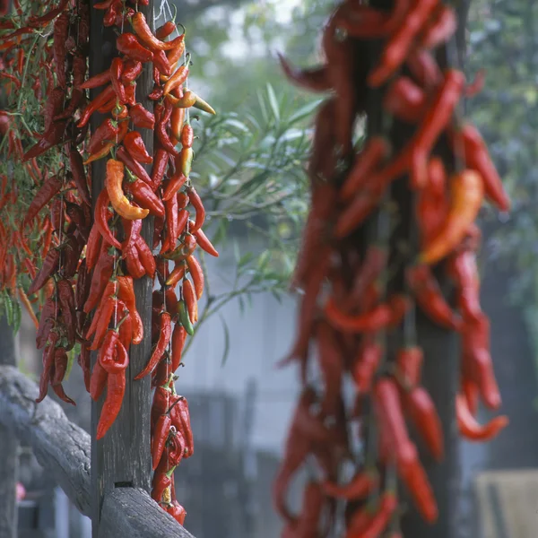 Pimentos — Fotografia de Stock