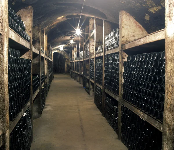 Şarap arşivi, Çek Cumhuriyeti — Stok fotoğraf