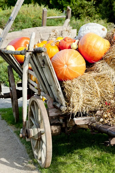 stock image Still life of pumpkins