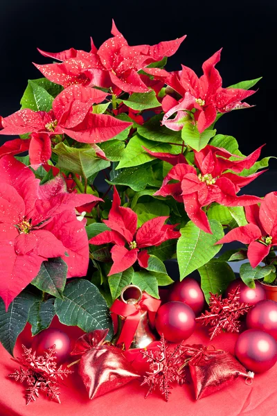 Noel ile yılbaşı çiçeği natürmort — Stok fotoğraf