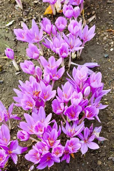 Colchicum