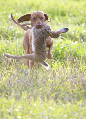 Hunting dog with a catch clipart