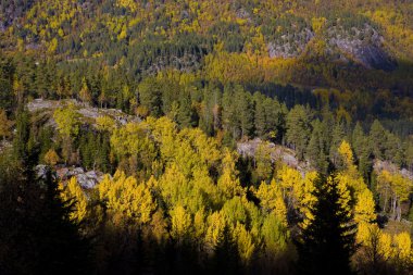 Peyzaj Güney vestlandet, Norveç