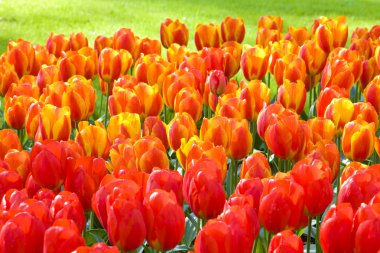 Keukenhof Gardens, Lisse, Netherlands clipart