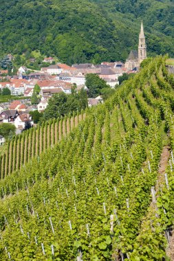 Grand cru vineyard, Thann, Alsace, France clipart