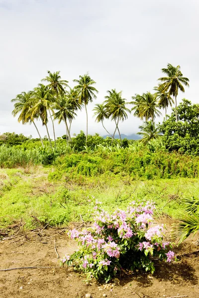 Naturen på ön grenada — Stockfoto