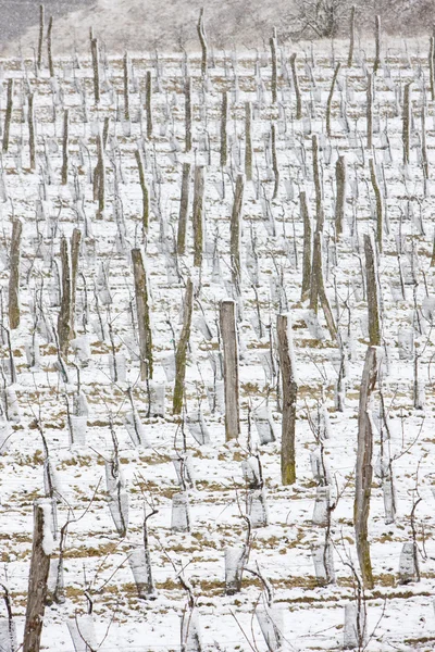 Зимние виноградники, Чехия — стоковое фото