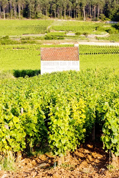stock image Vineyards near Gevrey-Chambertin, Cote de Nuits, Burgundy, Franc