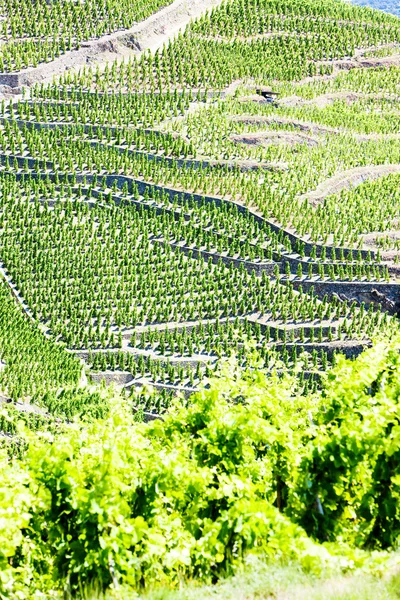 Grand cru vineyards, Cote Rotie, Rhone-Alpes, Francia — Foto de Stock