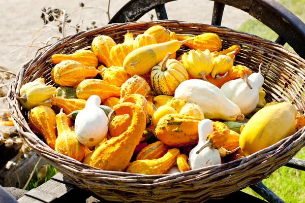 Still life of pumpkins — Stock Photo, Image
