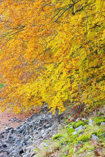 Charakter jesienny — Zdjęcie stockowe