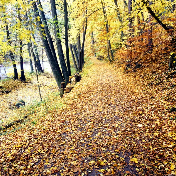 Forêt en automne — Photo