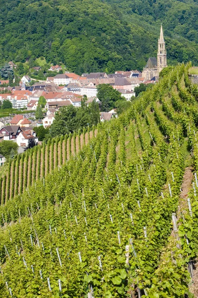 Grand cru wijngaard, thann, Elzas, Frankrijk — Stockfoto
