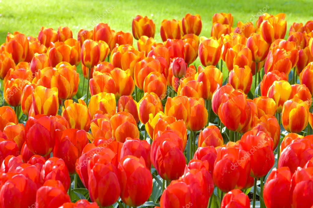 Keukenhof Gardens, Lisse, Netherlands — Stock Photo © phb.cz #3674486