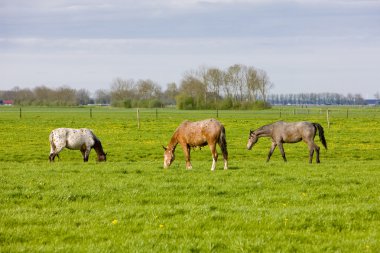 Horses on meadow, Friesland, Netherlands