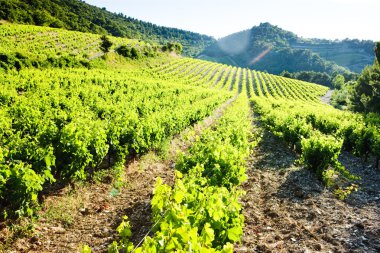 Vineyards near Gigondas, Provence, France clipart
