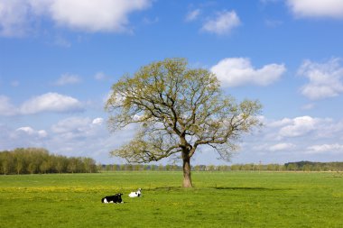 manzara, overijssel, Hollanda