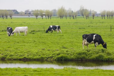 Cows, Netherlands clipart