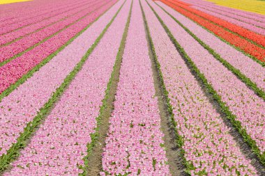 Tulip field near Noordwijk, Netherlands clipart