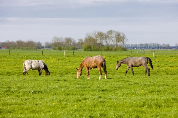 馬の牧草地、フリースラント州、オランダで — ストック写真
