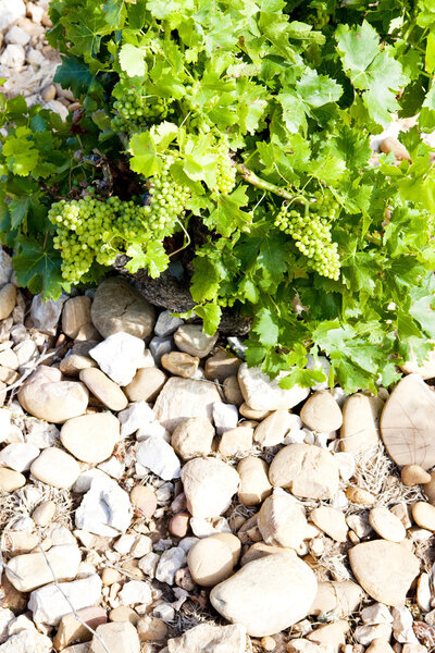 Неспелый виноград
