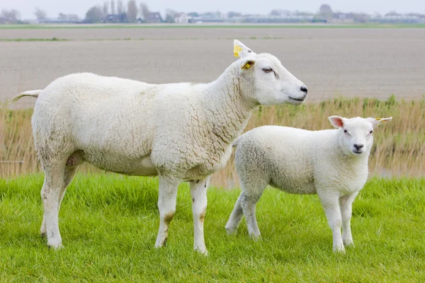 Ovelhas com um cordeiro — Fotografia de Stock