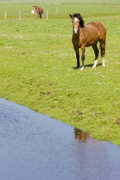 馬の牧草地、オランダで — ストック写真