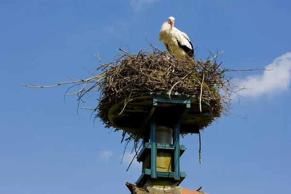 Stork, Paesi Bassi — Foto Stock