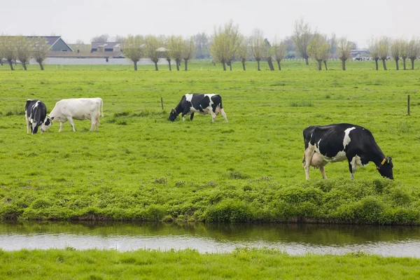 Vacas, Países Bajos — Foto de Stock
