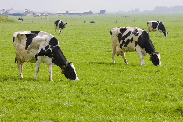 Vacas, Frisia, Países Bajos — Foto de Stock