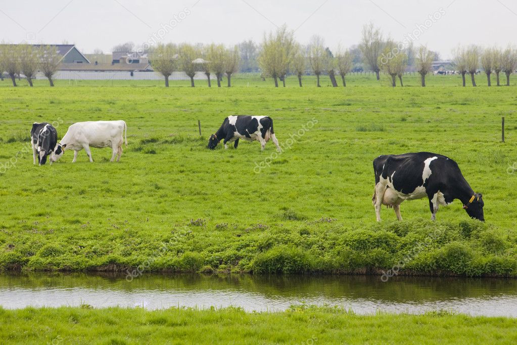 Cows, Netherlands