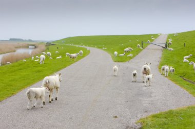 koyun, friesland, Hollanda