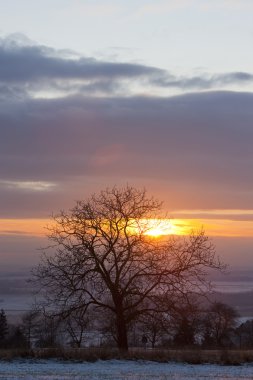 ağaç sunset