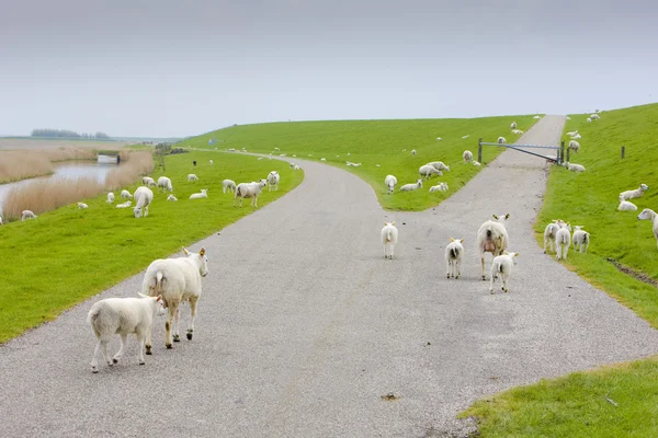 Πρόβατα, friesland, Ολλανδία — Φωτογραφία Αρχείου