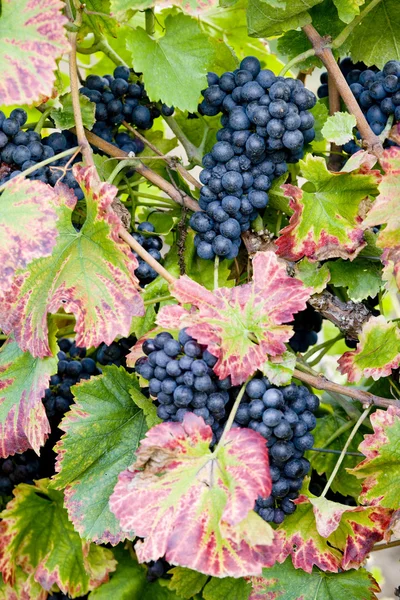 Grapevines in vineyard, Czech Republic — Stock Photo, Image