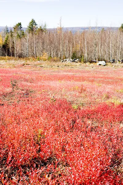 Herbstliche Landschaft, maine, usa — Stockfoto