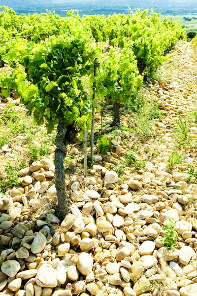 Vineyards, Provence, France — Stock Photo, Image